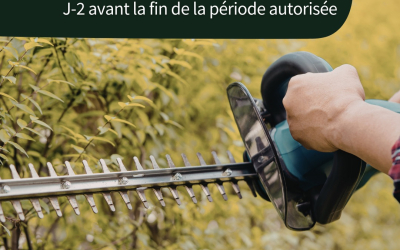Taille des haies