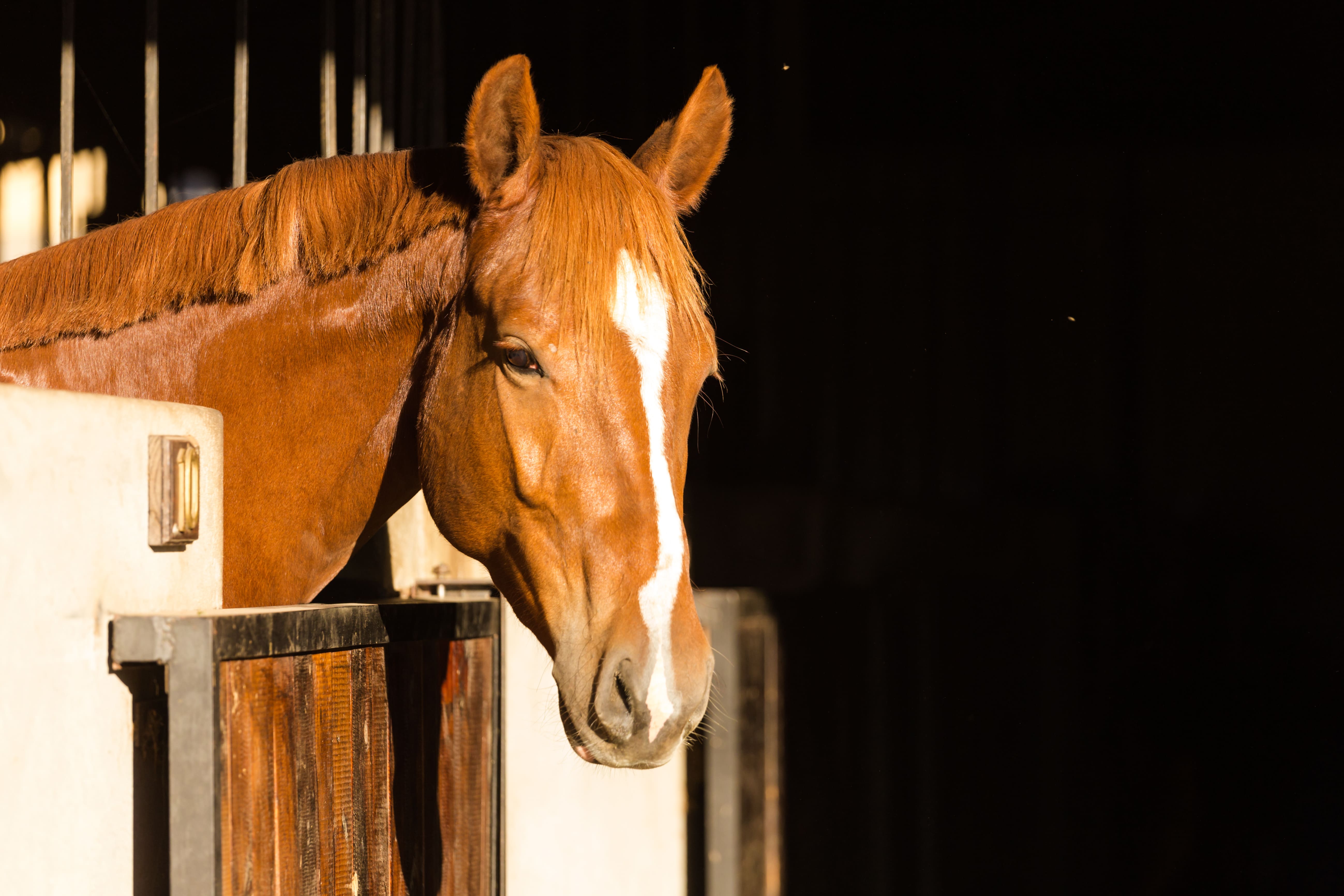 Soyons tous vigilants quant à la santé de nos chevaux